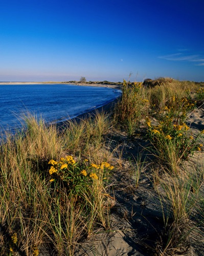Goldenrod, Sandy Hook, Monmouth County, NJ (MF).jpg Goldenrod, Sandy Hook, Monmouth County, NJ (MF).jpg